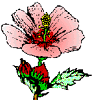 Herb World Research